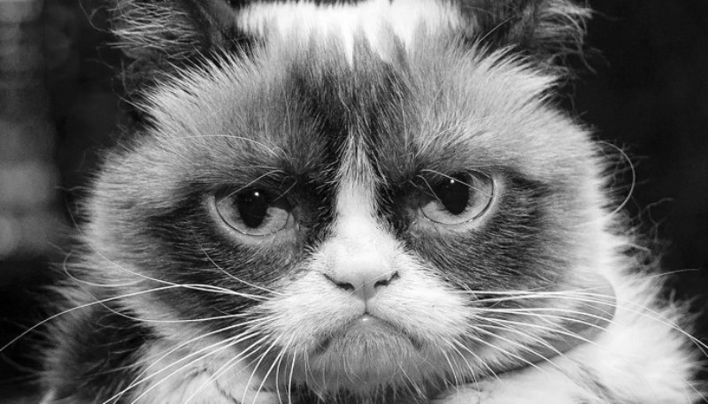 Мем: Grumpy Cat (укр. Ґрампі Кет чи Сердитий кіт)