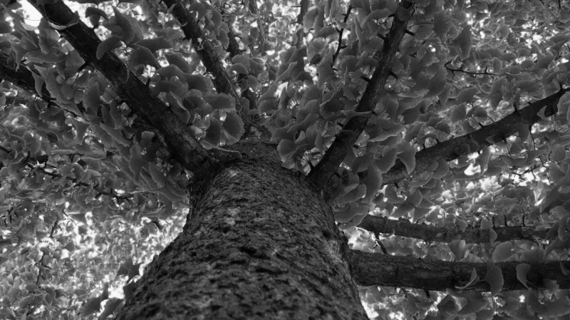 Скільки часу можна приймати гінкго білоба без перерви?