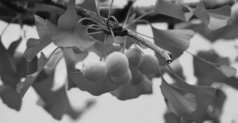 Через який час відчути ефект від гінкго білоба?