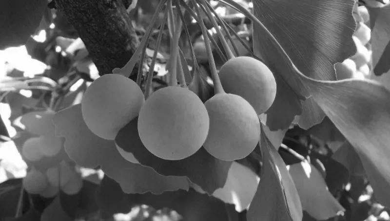 Коротко та просто про Гінкго білоба 