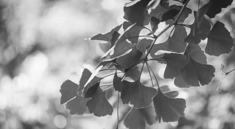 Чи можна приймати гінкго білоба під час вагітності?