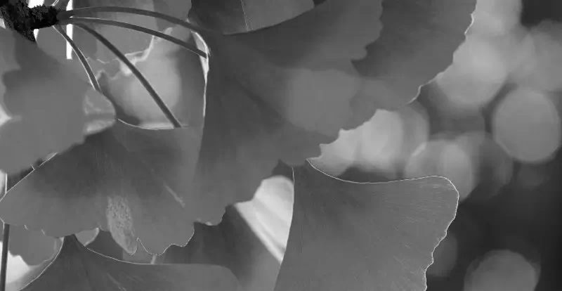 Кому не можна приймати гінкго білоба?