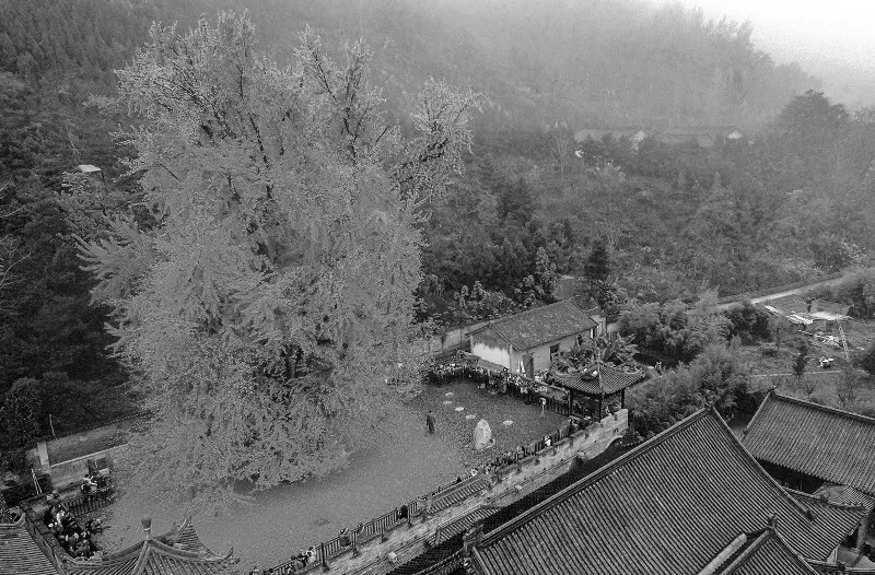 Для чого застосовують гінкго білоба?