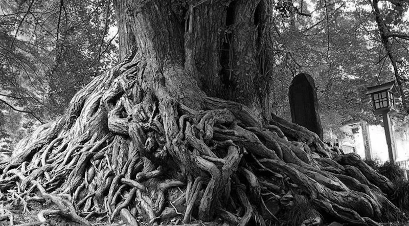 Чи впливає гінкго білоба на артеріальний тиск?