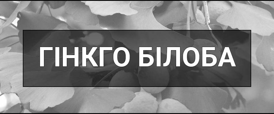Гінкго білоба – що це таке, визначення, користь для мозку і кровообігу, застосування, протипоказання